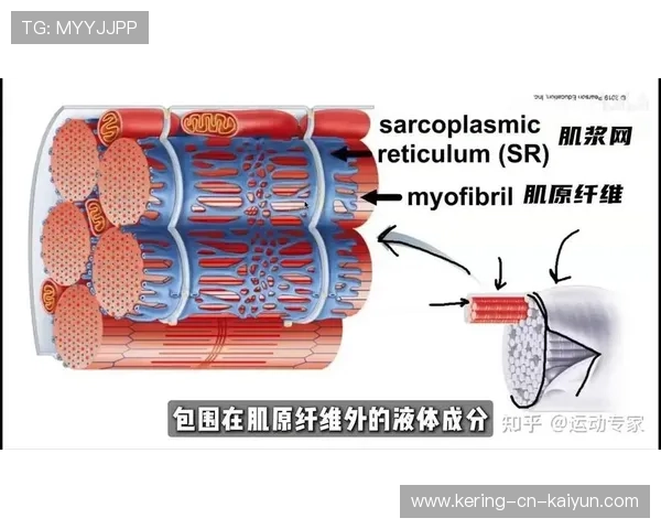 增肌期适合的力量训练次数与组数范围 增肌期适合的力量训练次数与组数范围